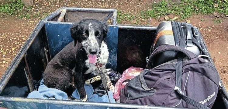 Big Ride: Have Dog…