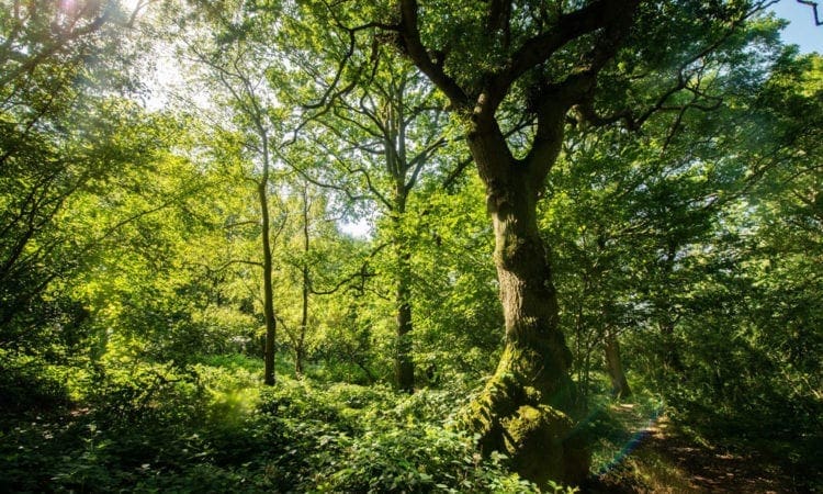 HS2 could destroy irreplaceable natural habitats, report warns