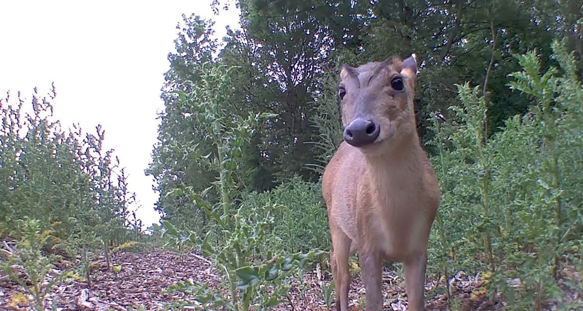 LNER and Network Rail innovate to deter deer from railway tracks