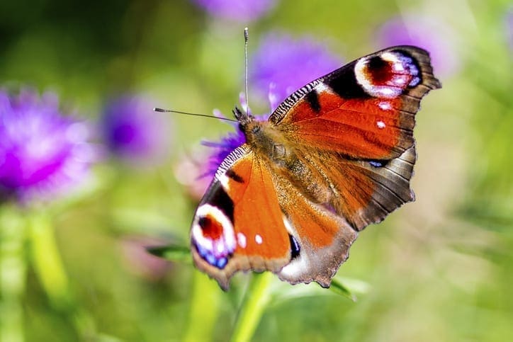Peacock butterfly
