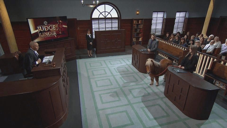 Now that’s some serious horsepower… Shetland pony smashes up £3000 custom motorcycle and ends up in Judge Rinder’s courtroom