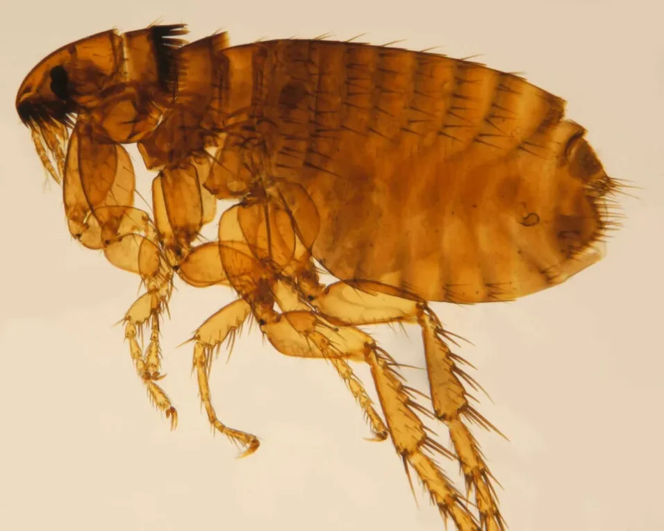 Call for evidence launches on pet flea and tick treatments in UK waterways
